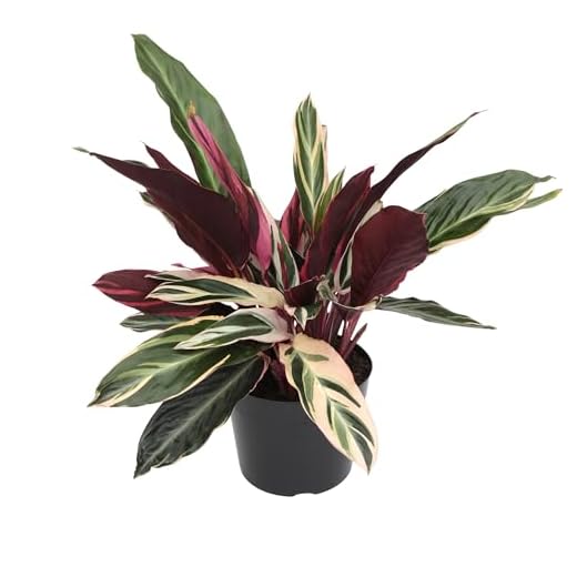 Live Stromanthe Triostar Houseplant