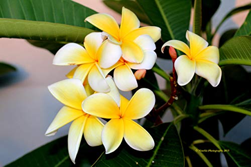 Yellow Hawaiian Plumeria Cutting - Apx. 9-12 Inches Long #C1 #TOP6
