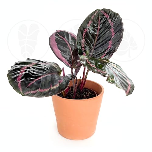 Calathea Rosceapicta Jessey Princess | Live Plant in a 4 Inch Growers Pot, Live Indoor, Easy to Grow, Easy to Care, and Low Maintenance Houseplant