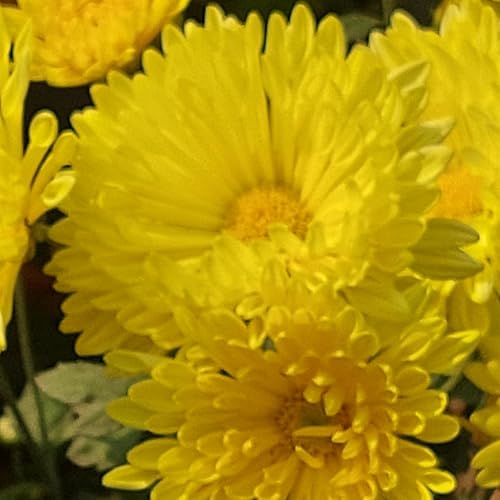 Gratitude Introduction