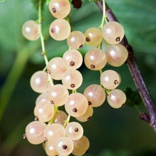 semi di uva spina semi di da frutto colonnari comprare da frutto giardino roccioso serre balcone esotiche ribes rari vecchie varietà colonnare 50pcs