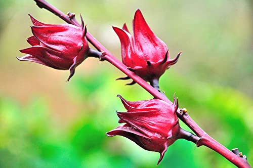 Vaacnee 30 Rosella Seeds(Hibiscus Sabdariffa) Edible Rosella Fruit Perennial Fast Grow #TOP3