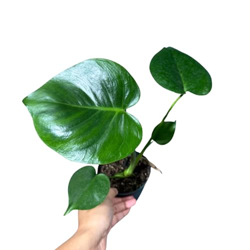 PLANTVERS Live Monstera Deliciosa in a Nursery Pot | Tropical Air Purifying Indoor Plant | Low Maintenance Large Leaf Houseplant | Easy Care Home or Office Décor Plant (2' Grow Pot)