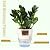 Vanavazon 6 Inch Self Watering Planter Pots for Indoor Plants, 3 Pack African Violet Pots with Wick Rope-Black