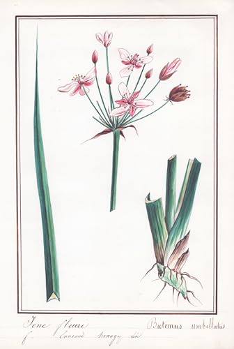 Jonc fleuri / Butomus umbellatus - Schwanenblume / Botanik botany / Blume flower / Pflanze plant