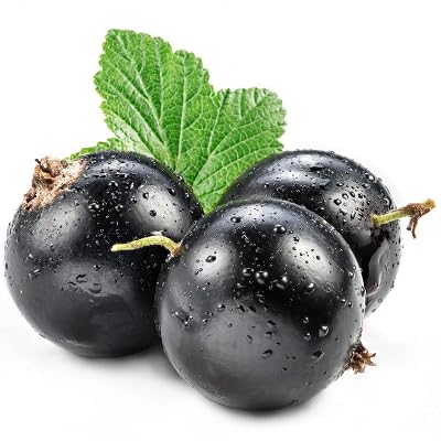 100 semillas de grosella negra