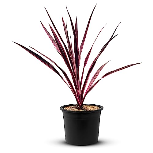 TROPICTREES Palmier Cordyline Pink Passion | 50 cm de hauteur | Feuilles roses vibrantes Plantes Exterieur à feuilles persistantes | Cordyline au feuillage luxuriant Rose Elegance Pot Plante