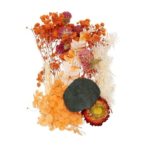 uxcell Natural Dried Flower Set flores secas naturales