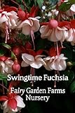 one Large 1 Foot (10-14' Tall) Live Swingtime Fuchsia...