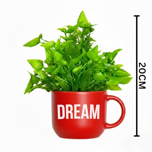Image of Dekorly Colorful Wall-Mounted Mug Planters with Faux Greenery(20 CM)- Wall Decorative Pots for Vibrant Home & Office Decor| (3, Dream Dare Do)