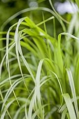 Calamagrostis brachytricha – Winterhart...