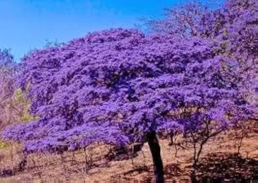 Lignum Vitae Seeds — 25 Pack