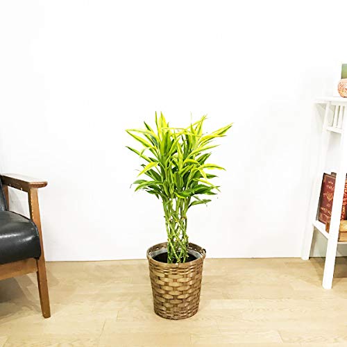 Amazon.co.jp: ミリオンバンブー 鉢カバー付 観葉植物 インテリア 中型