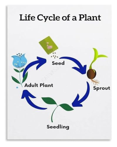 Plants Life Cycle Educational Science Poster for Home Decor | Learn plant life cycle with this beautiful educational poster(Unfr