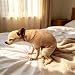 Imagen de Peluche Perro, Lindo, Suave