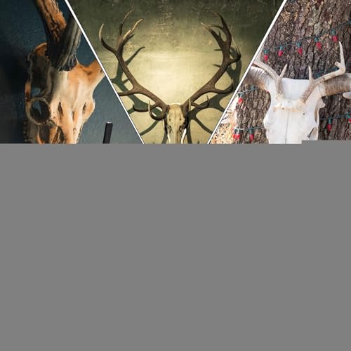 Support de présentation en forme de tête de mort pour valoriser un trophée de cerf