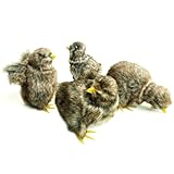 Lifelike Brown Baby Chick Figurines Plush Faux Fur Toy, Realistic Spring Chicken with Sound, Easter Decoration, Photo Props (4-Poses)