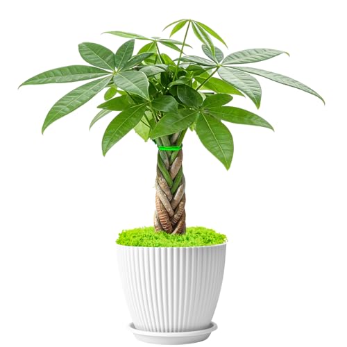 Sprout N Green 8-10" Money Tree with 5 Lucky Braid, Live Plant with White Stripe Pot, Decoration for Indoor Home Office Tabletop Windowsill Side Table, Housewarming Christmas Gift