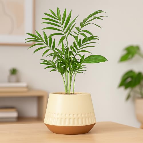 Image of Urban Plant Terracotta Pot - Trendy Planter for Modern Home & Garden Spaces (Majesty Terracotta Pot)
