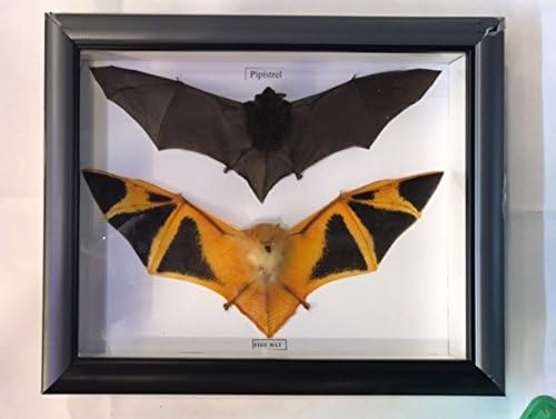 Pair of Fire Pipistre Orange Bat Taxidermy Mounted Framed Viet Nam