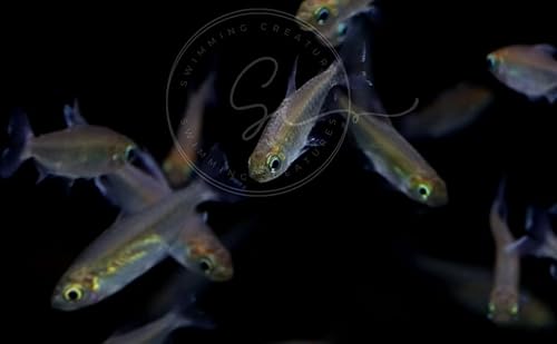 Swimming Creatures Congo Tetra Fish, 1 inch