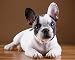 Puzzle 1000 Pezzi-Pet Dog French Bulldog Toys for Creative Gift Home Decor-Best Toy for Playing in home50x75cm(20x30 Pollici)