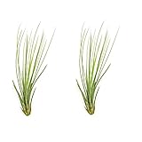 Duo de Tillandsia Juncea | DECOALIVE | Pack 2 Plantas | Plantas del Aire Naturales
