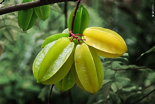 Image of Golden Bloom 1 Live StarFruit Plant Grafted Sweet Carambola Star Fruit Tree Indonesia Variety Grafted Plant (1-1.5 FT Height)