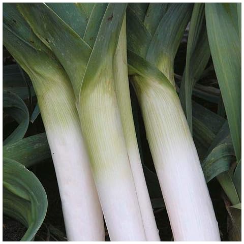 Thompson & Morgan Porbella Leek Seeds Cover