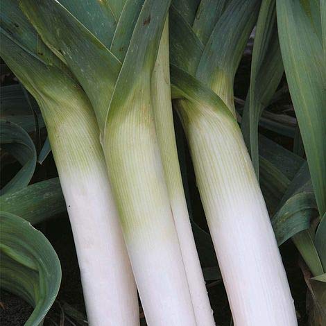 Leek Seeds 'Porbella' Allium porrum Seeds Hardy Biennial Vegetable Garden Plants Winter Hardiness Easy to Grow Your Own Winter Harvesting 1 Packet of 50 Leek Seeds by Thompson and Morgan