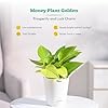 Ugaoo Indoor Plants for Living Room Home Decor Set of 4 Plant Combo ...