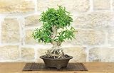 Bonsái japonés de granada "Nejikan" (17)