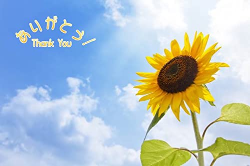 ひまわり　ハガキ Amazon | 【限定夏の御礼ポストカード】「ありがとう Thank you