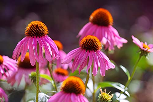 Purple Coneflower Flower Seeds - 1,000+ Seeds - Made In Usa, Ships From Iowa. #TOP23
