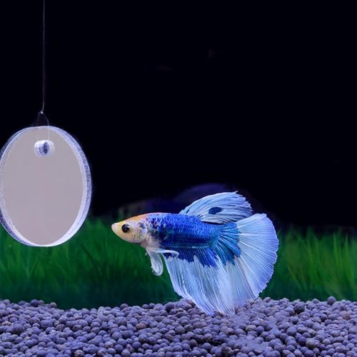 Image of Betta Training Mirror Fish for Tank Fish Antidepressant Work Out Special for Betta Fitness Mirror Betta Toys Mirror Aquarium Decor (4cm)