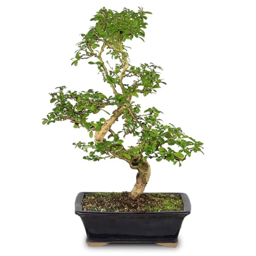 Brussel's Bonsai Live Fukien Tea Bonsai Tree - Large, 14 Year, 14 to 20 inches Tall - Indoor Bonsai...