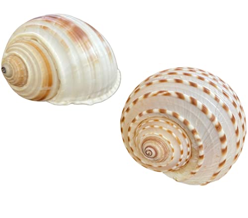 PALISADE PETS Hermit Crab Shells Large Assorted Sizes - Medium and Large Hermit Crab Shells - Natural Shells for Hermit Crab Habitat or DÃ©cor - Quality Hermit Crab Supplies (XL (2 Pack))