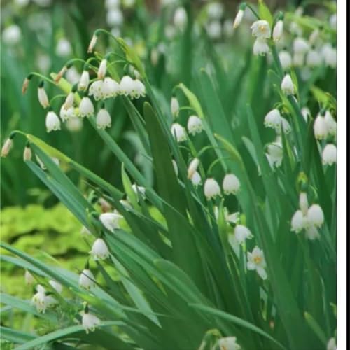 Bucaneve bulbi,bucaneve pianta,bucaneve fiore bulbi,forte resistenza al freddo,Lampadina bella e sana,Può decorare il giardino(senza semi,non artificiali e resistenti al freddo)-3 bulbi-E