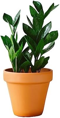 La Green Touch Zamioculcas zamiifolia - Planta de interior (12 cm...