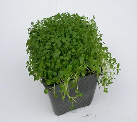 100 graines de menthe corse