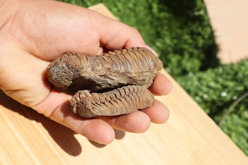 Image of 2PCS Calymene Trilobites Flexicalymene Ordovician Fossil Trilobites A8