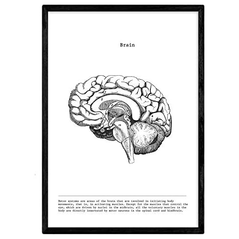 Nacnic Human Anatomy Print | Nordic style wall decoration of Brain | Black and White Posters of human body parts, muscle and bones | A3 size | Decor for room, walls, office, shops Cover