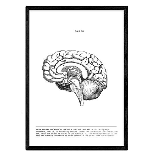 Nacnic Anatomie Poster. Vintage Stil Wanddekoration Abbildung von halbiertes Gehirn, Muskeln und Knochen. Verschiedene menschliche Körper, Biologie und Medizin Bilder ohne Rahmen. Größe A3.