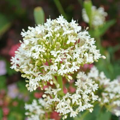 Amazon.co.jp: ハッピーガーデン 花苗 セントランサス コッキネウス 