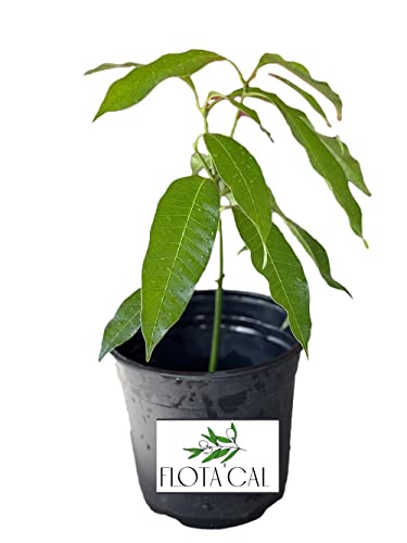 Live Kent Mango Tree -1ft Tall-Super Sweet Kent Mango by Flota'Cal Botanical-NO Shipping to CA