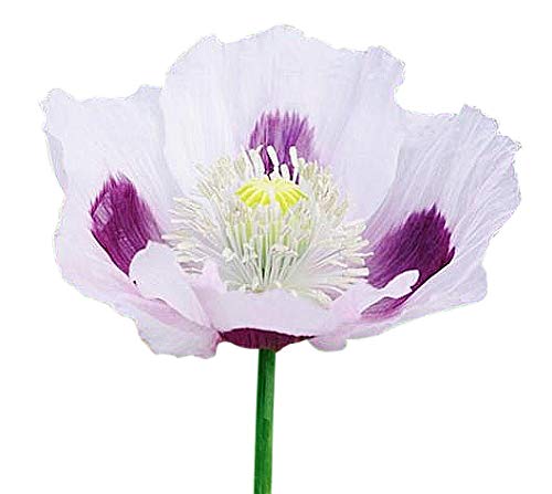 Blue Moon Poppy Seeds - Approximately 2000 Seeds
