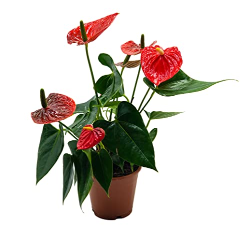 Flamingoblume, (Anthurium), pflegeleichte Zimmerpflanze, im 12cm Topf, (Rot, Sorte: Red Champion)