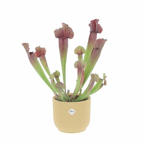 KENTIS - Sarracenia - Pianta Carnivora a Imbuto - Pianta Cattura Mosche - Piante Vere da Interno - H 15-25 cm Vaso in Terracotta Ø 12 cm