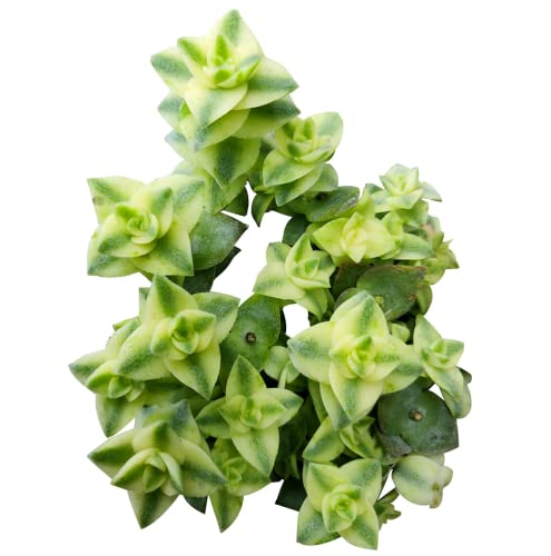 Variegated String of Buttons 2 inch - Unique Collection of Live Crassula Succulents Easy to Grow Indoor House Plant, Fully Rooted in 2/4/6 inch Size