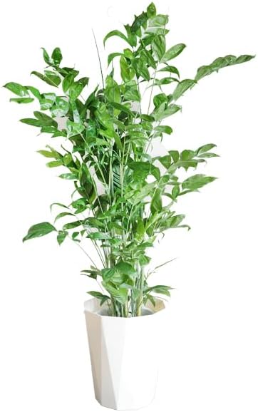 引き取り限定】ビカクシダ 大きめの鉢植え